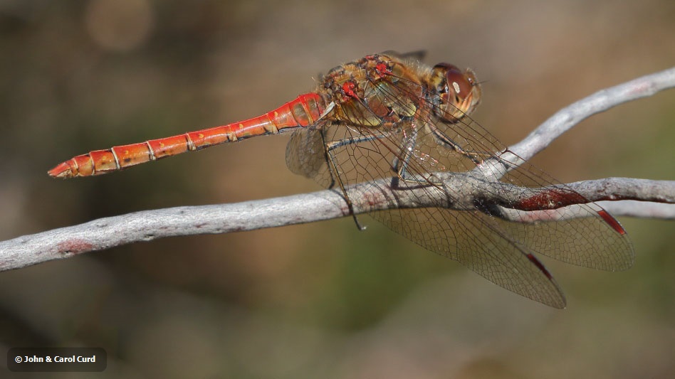 J18_2472 Sympetrum striolatum male.JPG